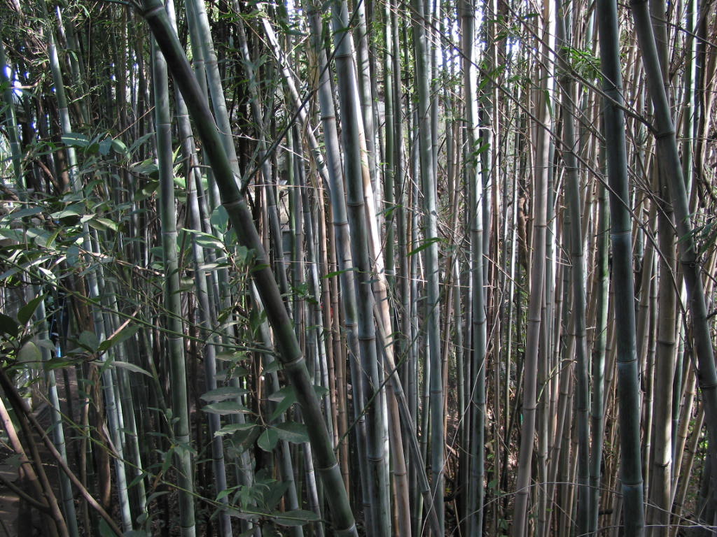 Growing Bamboos Agriculture And Food 